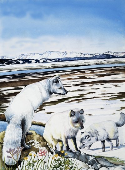 Arktischer Fuchs von English School