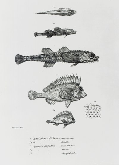Aspidophorus Chiloensis und Agriopus Hispidus, Tafel 7 aus 