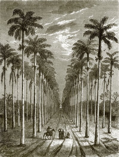 Allee von Palmen, die zu einer Residenz in Kuba führt von English School