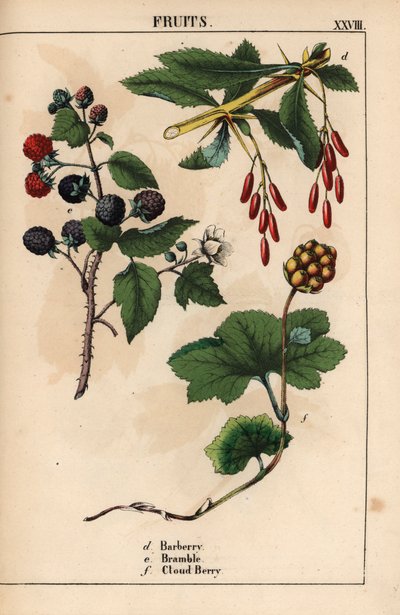 Berberitze, Brombeere und Moltebeere, aus 