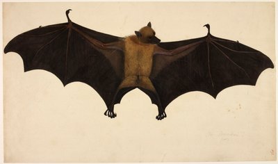 Fledermaus, aus der Francis Buchanan Sammlung, ca. 1804 (Aquarell & Gouache auf Papier) von English School