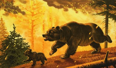 Bär und sein Junges fliehen vor Waldbrand von English School