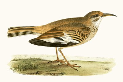 Bifasciated Lark, Illustration aus 