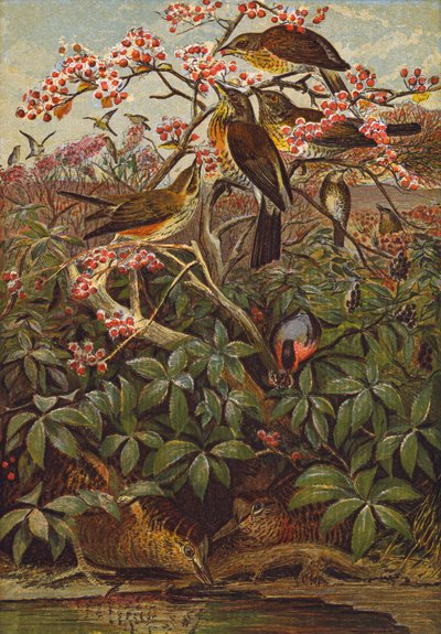 Vögel von English School