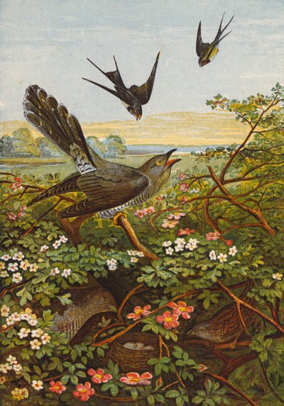 Vögel von English School