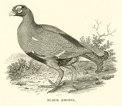 Birkhuhn (Gravur) von English School