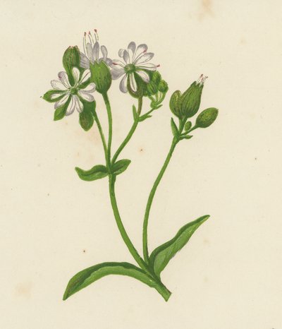 Taubenkropf-Leimkraut, Silene Inflata von English School