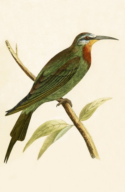 Blauschwanzspint, Illustration aus 