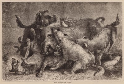 Wildschweinjagd, Der Angriff von English School