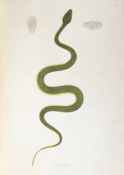 Bodroo Pam Schlange aus Ein Bericht über indische Schlangen gesammelt von der Küste von Coromandel von Patrick Russell, London, 1796 von English School