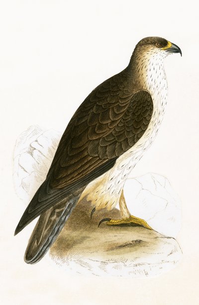 Bonellis Adler, Illustration aus 
