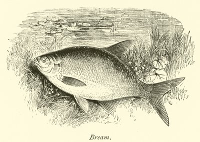 Brasse von English School