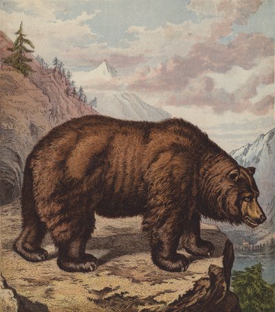 Braunbär von English School