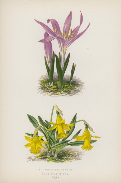 Bulbocodium Vernum; Narcissus Minor von English School