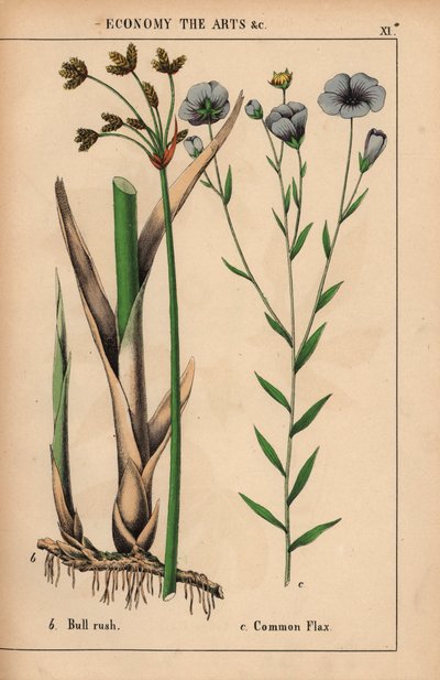 Rohrkolben und Gemeiner Lein mit blauen Blumen, aus "The Instructive Picturebook, or Lessons from the Vegetable World," [Charlotte Mary Yonge], Edinburgh von English School