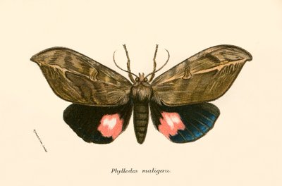 Schmetterlinge von English School