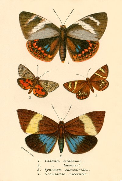 Schmetterlinge von English School