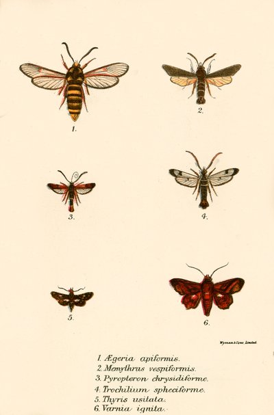 Schmetterlinge von English School