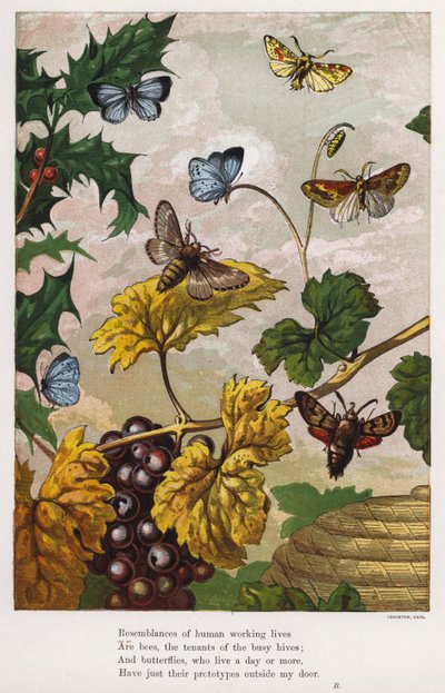 Schmetterlinge, Motten, Weinreben und Stechpalmen von English School