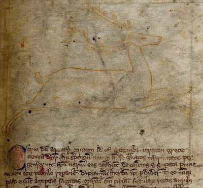 Hirsch, aus Bestiarium von English School