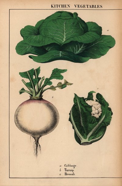 Kohl, Rübe und Brokkoli, aus 