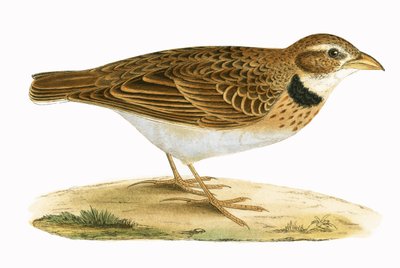 Kalanderlerche, Illustration aus 