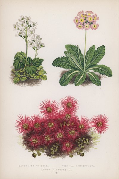 Cardamine Trifolia; Primula Denticulata; Acaena Microphylla von English School