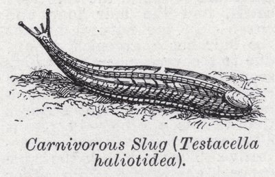 Fleischfressende Schnecke, Testacella haliotidea von English School