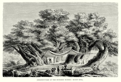 Kastanienbaum der Hundert Pferde: Ätna (Gravur) von English School