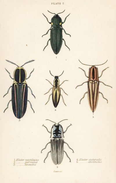 Schnellkäfer: Leuchtkäfer, Pyrophorus noctilucus 1, Chalcolepidius porcatus 2, gestreifter Schnellkäfer, Agriotes lineatus 3, Elater suturalis 4, und Semiotus distinctus 5 von English School