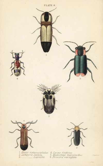 Schnellkäfer: Melanoxanthus melanocephalus, Luciola italica, Lampyris latreillii, Lycus festivus, Weichkäfer, Clanoptilus marginellus und Priocera variergata von English School