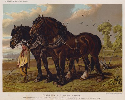 Clydesdale Hengst und Stute, Eigentum von Colonel Loyd Lindsay, VC, MP von English School