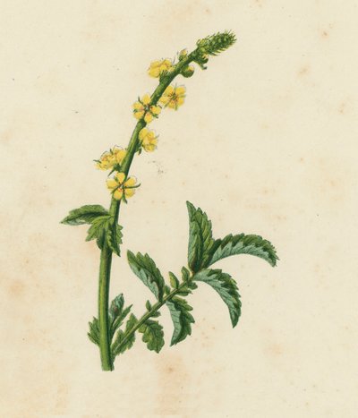 Gemeine Odermennig, Agrimonia Eupatoria von English School