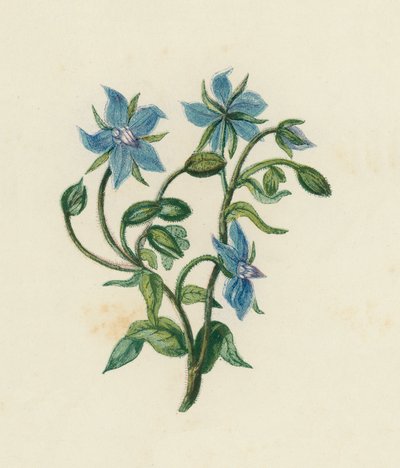 Borretsch, Borago Officinalis von English School