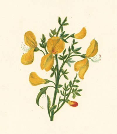 Besenginster, Cytisus Scoparius von English School