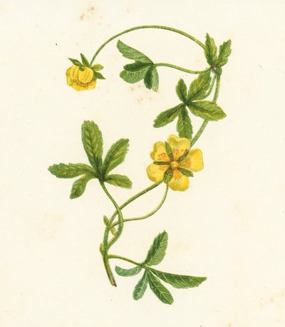 Kriechendes Fingerkraut, Potentilla Reptans von English School