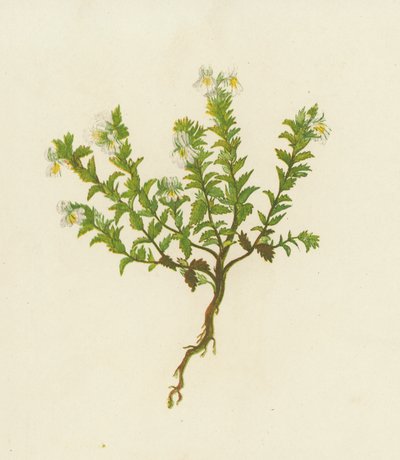 Augentrost, Euphrasia Officinalis von English School