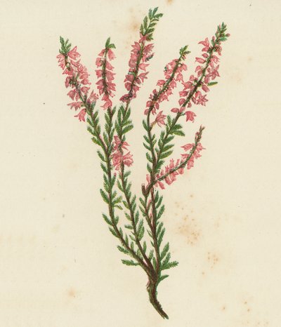 Besenheide, Calluna Vulgaris von English School