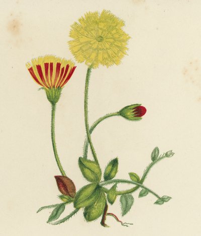 Gewöhnliches Mausöhrchen, Hieracium Pilosella von English School