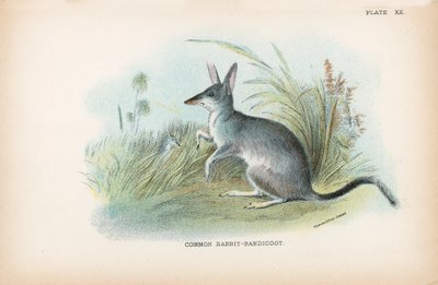 Gemeiner Kaninchen-Bandicoot von English School