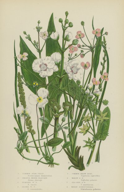 Gewöhnlicher Sternfrucht, Großer Wasserfreund, Schwimmender Wasserfreund, Kleiner Wasserfreund von English School
