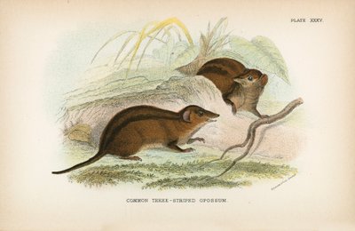 Gewöhnliches Dreistreifen-Opossum von English School