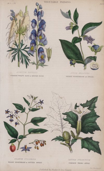 Gemeiner Eisenhut; Tollkirsche; Bittersüßer Nachtschatten; Gemeiner Stechapfel von English School