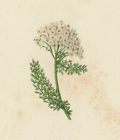 Gemeine Schafgarbe, Achillea Millefolium von English School