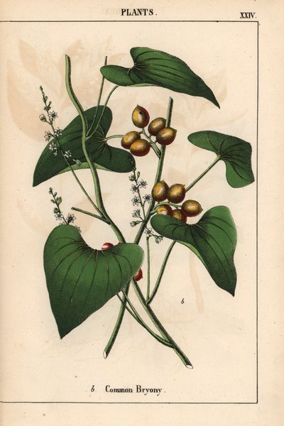Gemeine Zaunrübe mit goldenen Beeren. Bryonia alba, aus 
