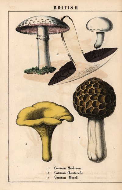 Gemeiner Champignon Agaricus, goldener Pfifferling Cantharellus cibarius und Morchel Morchella esculenta, aus "The Instructive Picturebook, or Lessons from the Vegetable World," [Charlotte Mary Yonge], Edinburgh von English School