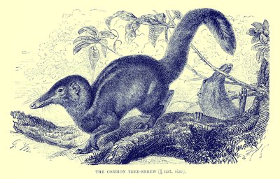 Gewöhnlicher Spitzhörnchen, Illustration aus 