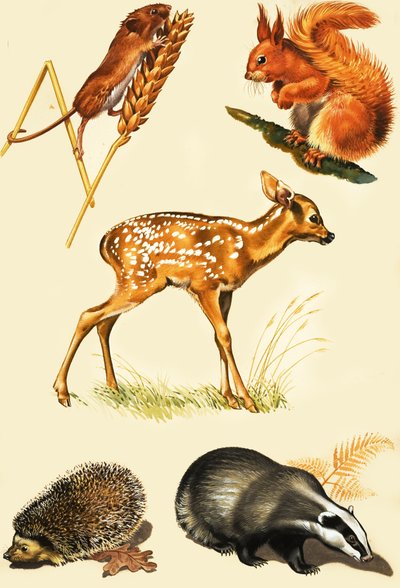 Montage von Tieren auf dem Land von English School