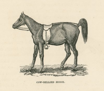 Kuhbäuchiges Pferd von English School