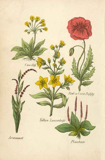 Schlüsselblume, Roter oder Kornmohn, Gelber Gilbweiderich, Knöterich, Wegerich von English School